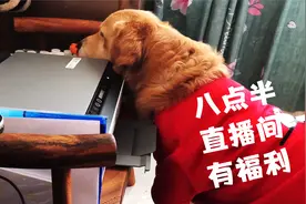 家里添了打印机，没给金毛打出漂亮照片，金毛反应太搞笑视频封面
