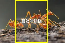 蚂蚁总数2亿亿只，可围绕地球多少圈？地球上数量最多动物是什么视频封面