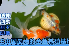 走进中国最大的金鱼养殖基地，听三十年养鱼经验的老师讲养鱼知识视频封面