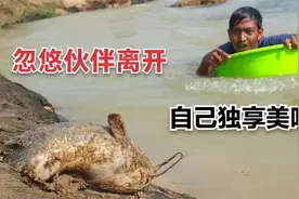 男孩发现河边洞穴有异常，赶忙忽悠伙伴回家，自己独享一窝大鲶鱼视频封面