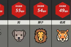 反应速度最快的动物