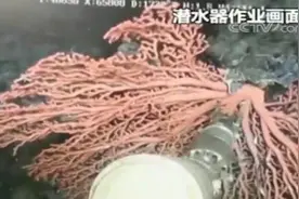 罕见！“深海勇士”在1700米深海捞出一件稀世珍宝视频封面