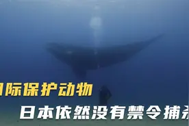 南露脊鲸仅剩2000多条，国际保护动物，日本仍然没有放过它们视频封面