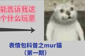 【表情包科普第一期】mur猫？沙雕？来看看这只可爱的小猫咪吧视频封面