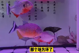 底滤鱼缸可不可以做到自动补水？一个简单的小装置就可以做到视频封面