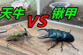 如果锹甲的大钳子，夹在天牛的身上，会是什么结果