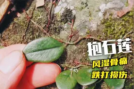 这种植物叫抱石莲，可用于跌打损伤风湿骨痛的一味草药，认识下视频封面