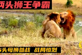 两头雄狮王惨烈争霸大战，母狮纷纷参战，单挑变成群架，最终结局视频封面