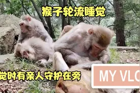 你们见过猴子睡觉吗？它们是轮流睡，睡觉的时候有亲人陪护在旁边视频封面