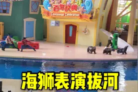 珠海长隆海洋王国的海狮表演，居然还会和人拔河，太匪夷所思了视频封面