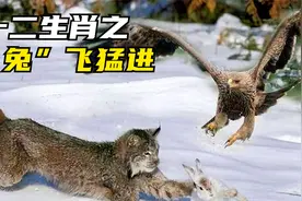 兔年大吉：鹰、狼、猞猁围堵大白兔，招招致命防不胜防 | 纪录片视频封面