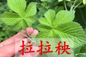 拉拉秧又称“活血草”，生活中有4个好用途，很多人不知道？学学视频封面