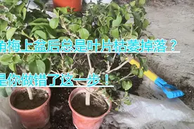 三角梅换盆后叶片萎了，开花迟迟无望？那是你做坏了“这件事”！视频封面