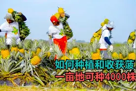 如何种植和收获菠萝？一亩地可种4000株，四季都可以采收视频封面