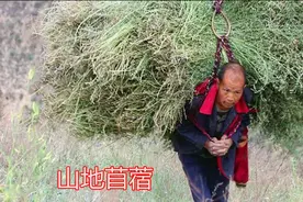 农村养羊户的饲料，紫花苜蓿营养价值非常好，我要大面积种植！视频封面