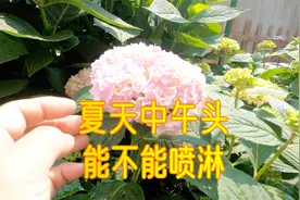 绣球花夏天中午能不能“喷雾浇水”？分几种情况说明一下！视频封面