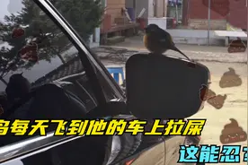 小鸟每天都飞到他的车上拉屎，公然挑衅人类，这能忍？