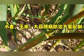 小麦、玉米、大蒜发生锈病怎么治？用好两类药剂，可轻松解决！视频封面