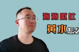 狗狗偶尔呕吐黄水，主人别着急给它吃药，先弄明白这2个问题视频封面