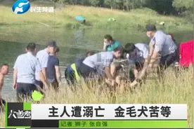 主人不幸溺亡，忠犬金毛河边苦等后续：已被好心人收养！视频封面