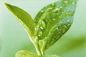 叶绿素是个什么东西？其实东西不复杂，看看怎么用合适视频封面