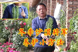 沙漠将军不好养？1分钟教你入门“技巧”，漂亮又强壮！视频封面