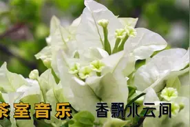 中国风茶室轻音乐欣赏《香飘水云间》视频封面