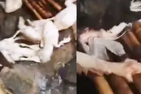 哈士奇潜入鸭圈咬死33只鸭 民警面前继续作案视频封面