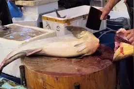 西环鱼王生劏懵仔鱼，刀法刚猛，一刀断骨断筋，鱼肉做打边炉一流