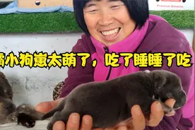 恶霸犬蓝妹生狗崽了，生四只两公两母，其中有一只小狗崽够呛视频封面