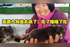 恶霸犬蓝妹生狗崽了，生四只两公两母，其中有一只小狗崽够呛视频封面