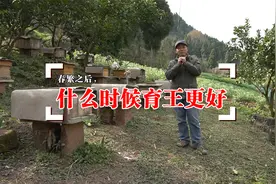 春繁之后，中蜂什么时候育王最好？雄蜂是关键视频封面