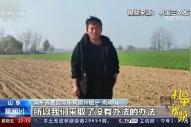 一斤芹菜2毛钱？曹县芹菜出现大面积滞销，农民忍痛毁菜|新闻1+1视频封面