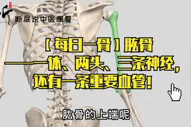 【每日一骨】肱骨——一体、两头、三条神经，还有一条重要血管！视频封面