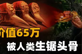 盔犀鸟：被人类活生生锯开头骨，曾经是我国进贡的贡品“鹤顶红”视频封面