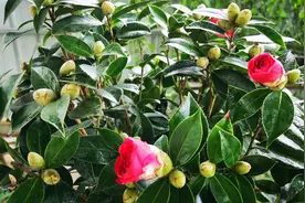 移入室内的茶花，想让它不掉花苞，全靠做好这4点视频封面