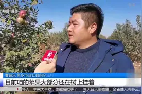 新乡封丘县近千亩苹果丰收，却愁得村民直挠头：不会销售也没渠道视频封面