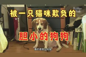 比格犬在家被一只猫咪吓得瑟瑟发抖，真的是狗界的耻辱，太丢脸了视频封面