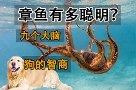章鱼有多聪明？它有九个大脑，智商堪比一条狗！视频封面