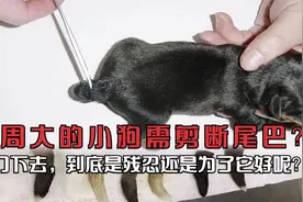 几周大的小狗需剪断尾巴？一刀下去，到底是残忍还是为了它好呢？视频封面
