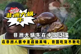 非洲大蜗牛在中国泛滥，在非洲人眼中是超级美味，我国吃货不敢吃视频封面