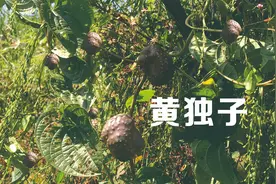 小曾去摘山药蛋子，差点把黄独子误摘了，两者一定要分楚