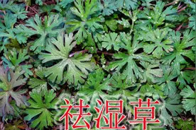 农村祛湿植物“野老鹳草”，全草采挖熬膏，认识的人比较少视频封面