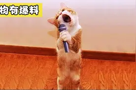 你见过会唱歌的猫咪吗？太逗了！哈哈哈！视频封面