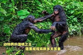 倭黑猩猩打不过就交配，坚持多夫多妻制，不愧是动物界的滥情之王视频封面