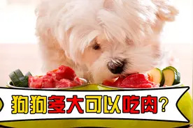 狗狗多大可以吃肉？你家的喜欢吃什么肉视频封面
