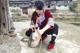 秋子杀鹅过年嫌鹅毛不好拔，丫头哥抬来了拔毛神器，这方法太实用视频封面