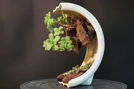 破花盆改造成半月造型，种上悬崖桩多肉，做成盆景价值倍增视频封面