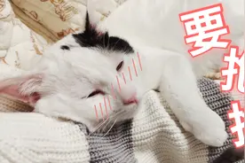 流浪猫腿折PTSD，做噩梦吓尿床，要抱抱才能睡得着视频封面