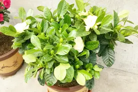 栀子花有了小黑飞？只要一招，轻轻松松消灭掉视频封面